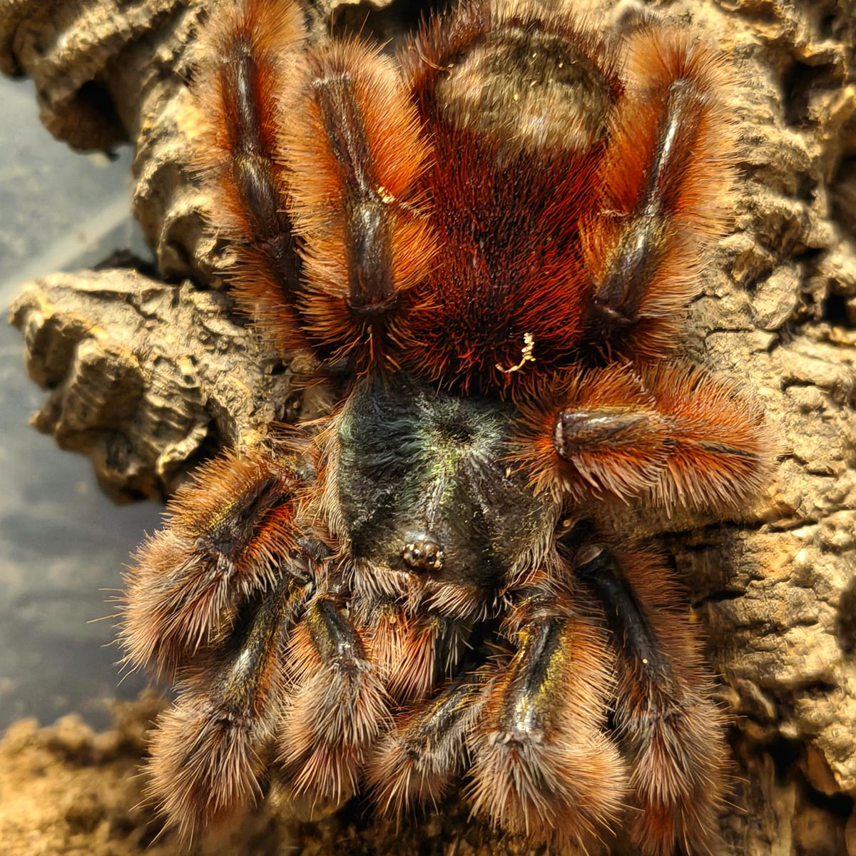 Caribena versicolor